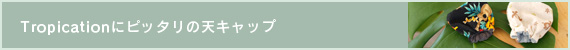 VLbv